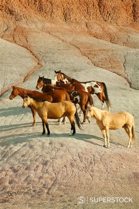 Wild Horses | Horses, Wild horses, Cute horses