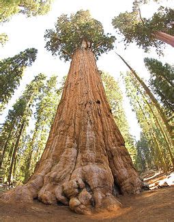 Tree - Wikipedia