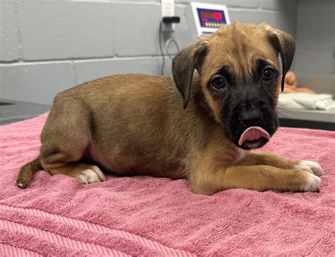 Tyler, - *Second puppy from the litter found at the landfill in the