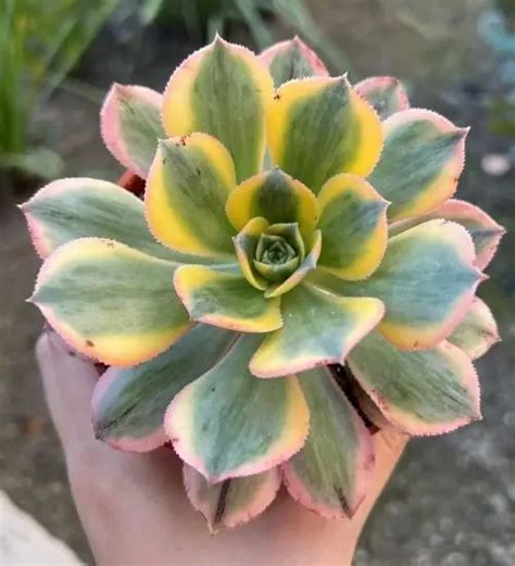 Aeonium ‘Sunburst’ - Succulent Guide