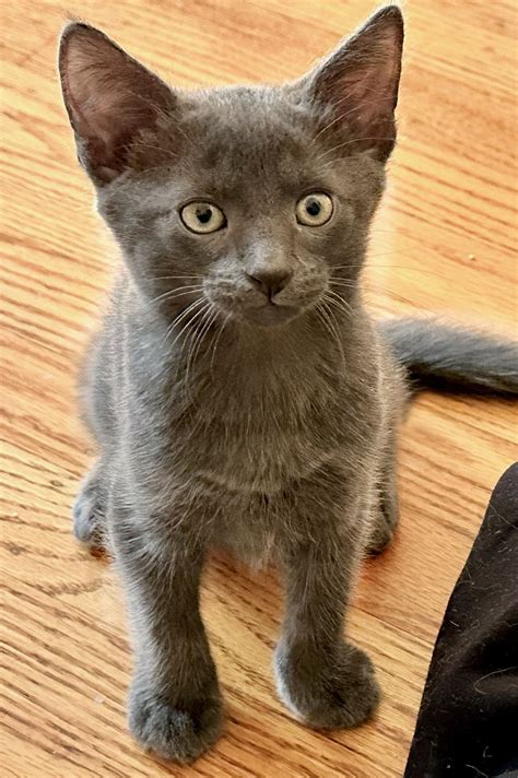 Available Cats | Community Concern For Cats