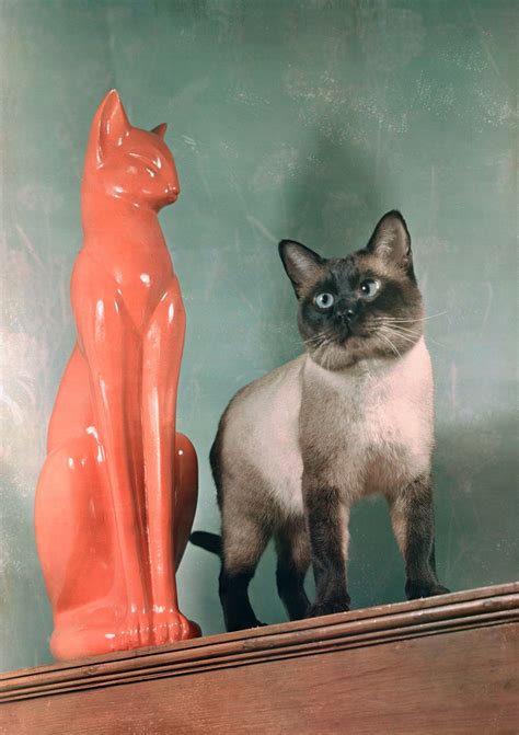 halloween cats vintage 1