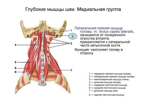 Мышцы, фасции и топография шеи - презентация онлайн