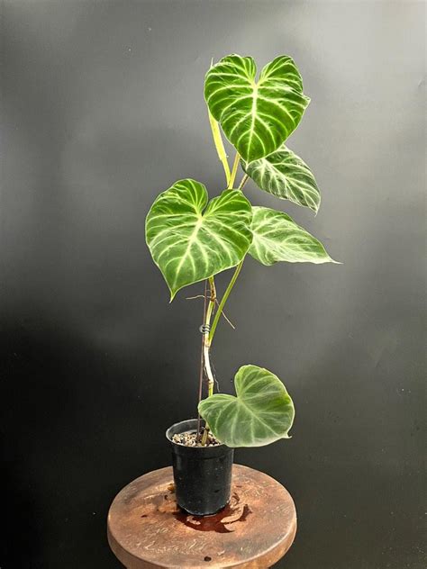 Philodendron Verrucosum, Furniture & Home Living, Gardening, Plants ...