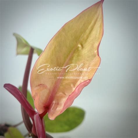 philodendron Painted Lady - exoticplantshop.org