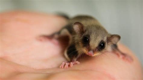 The Pygmy Glider | Bio-Aerial Locomotion