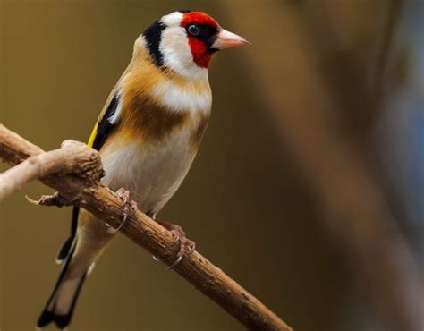Beautiful European Birds: A Guide to 10 Endemic Species