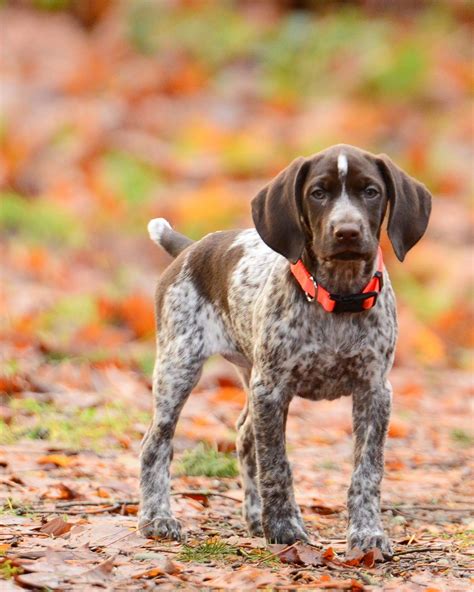 unveiling  charismatic grey german shorthaired pointer