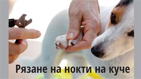 Рязане на нокти на куче - Zakucheto.com - YouTube