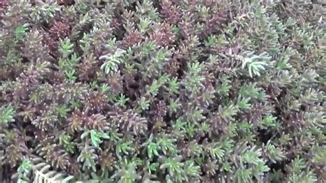 Почвопокровные растения "Очитки (Седумы)" Groundcover "stonecrop (sedum ...