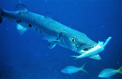 Under Water Animals: Barracuda