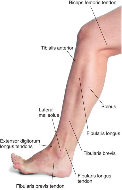 Applied Anatomy& Physiology for Manual Therapists Image Library Edition 2
