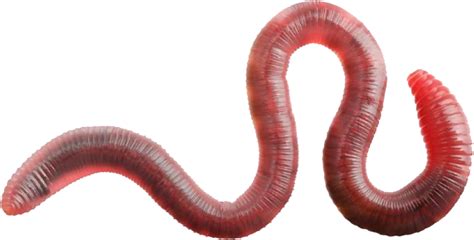 earthworm worm PNG