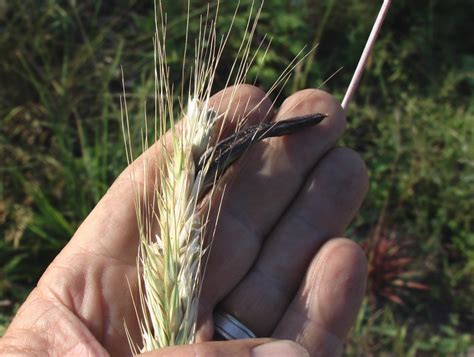 farming forum ergot farm house