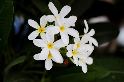 Jasmine: Best Growing Tips and Care Guide For Your House Plant - Plants