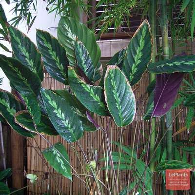 Калатея Вича (Calathea veitchiana) — описание, выращивание, фото | на ...