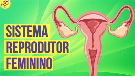 Desenhos Do Sistema Reprodutor Feminino