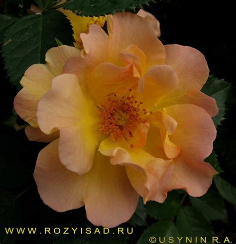 Роза текила санрайз (77 фото)