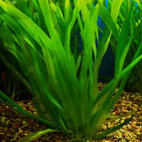 Saxon - Vallisneria gigantea