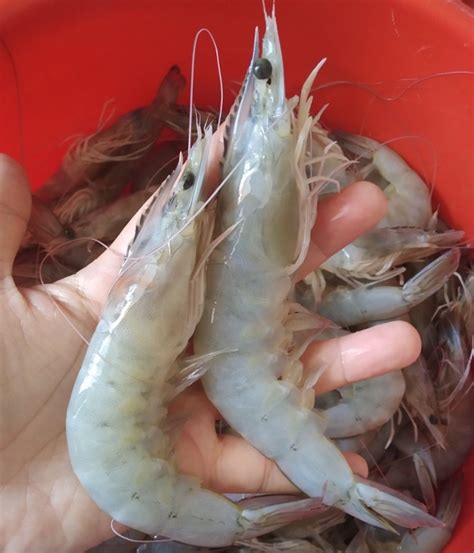 Jenis Udang Yang Orang Malaysia Sering Guna, Senang Nak Kenal!