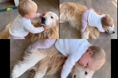 Watch: Kid petting Golden Retriever puppy before kissing & hugging it