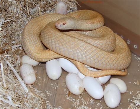 Animais Que Nasce De Ovo - Animais Que Nascem De Ovo - GITEDU