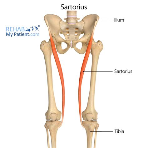 Sartorius | Rehab My Patient