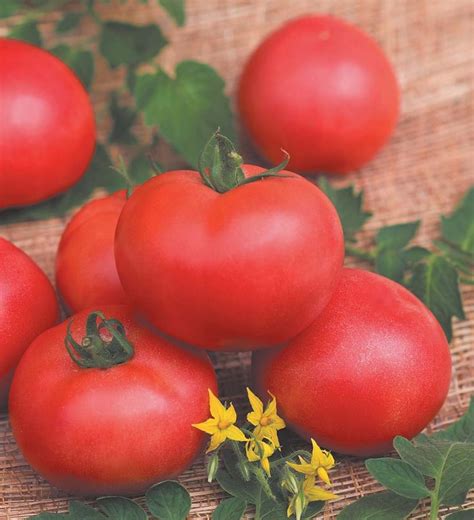 About Persianovsky tomato: description of the variety, characteristics ...