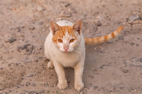 Аравийский мау рыжий кот - картинки и фото koshka.top
