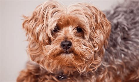 Yorkipoo Dogs - The In-Depth Dog Breed Guide