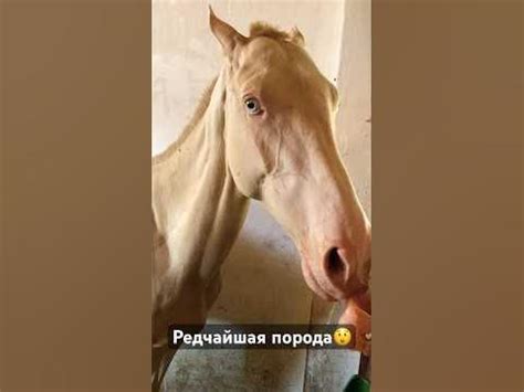 Ахалтекинская изабелловая масть🐴 - YouTube