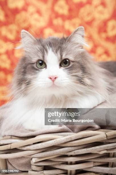 626 Mini Kiwi Stock Photos, High-Res Pictures, and Images - Getty Images
