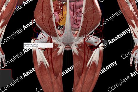 Umbilical Fascia | Complete Anatomy