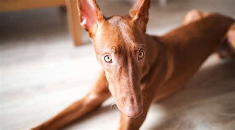 pharaoh hound information breed facts traits  canine journal