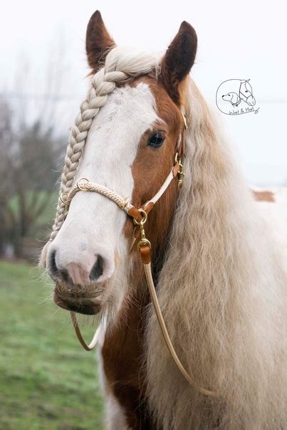 Подборки фотографий лошадей [horse`s] | ВКонтакте