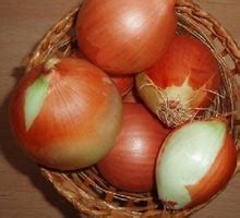 Когда сажать лук под зиму на зелень. Посадка озимого лука осенью: сорта ...