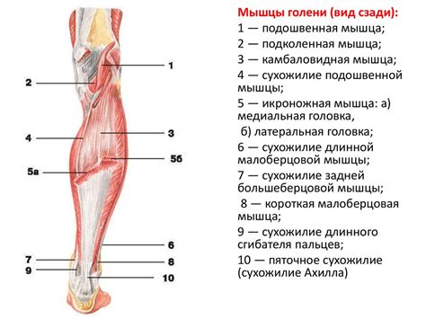 Нижняя конечность - презентация онлайн