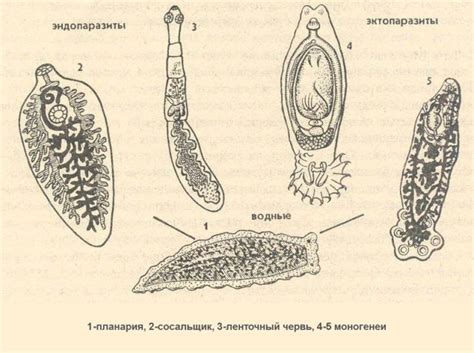 Виды паразитов в организме человека (фото и описание) - Страница 2 из 2