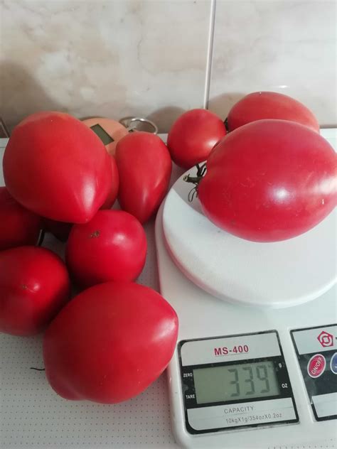 Семена помидор. Олеся,Де барао черный, Алые свечи,Розовый слон.: 2 грн ...