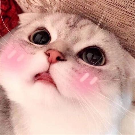 Милых котиков на аву - картинки и фото koshka.top