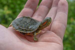 8 Best Pet Turtles For Beginners (And Turtles To Avoid) - The Reptile Room