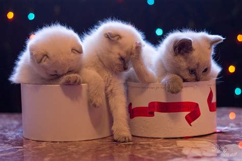 Фотосессия котят