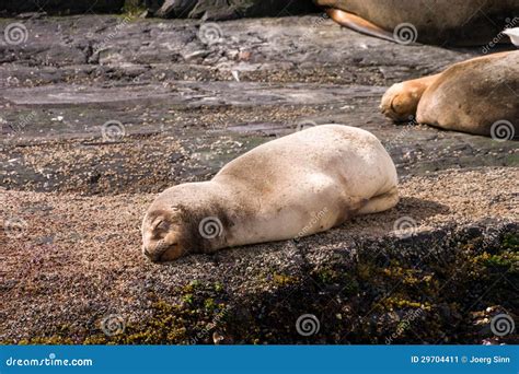 Baby Sea Lion Sleeping on a Rock Stock Image - Image of mouth, natural ...