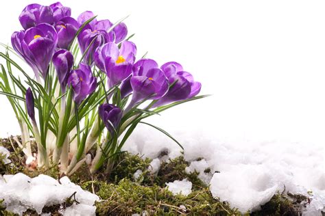 4K, Crocuses, Spring, Violet, Snow, HD Wallpaper | Rare Gallery
