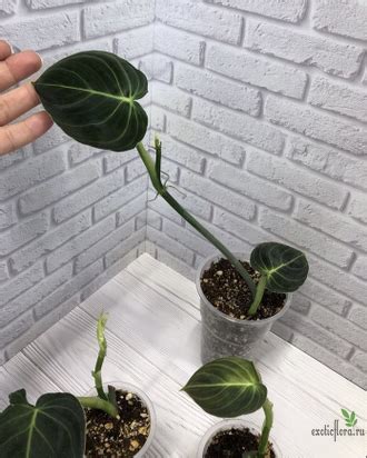 Ароидные - Philodendron Melanochrysum / Филодендрон Меланохризум
