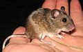 Category:Apodemus uralensis - Wikimedia Commons