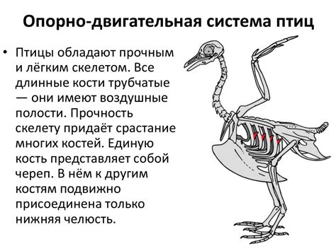 Внешнее и внутреннее строение птиц - презентация онлайн