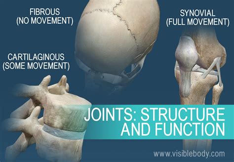 Skeletal System | Learn Skeletal Anatomy