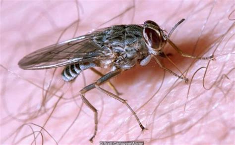 A picada da mosca tsé-tsé - 11/01/2017 - Bbc - Fotografia - Folha de S ...