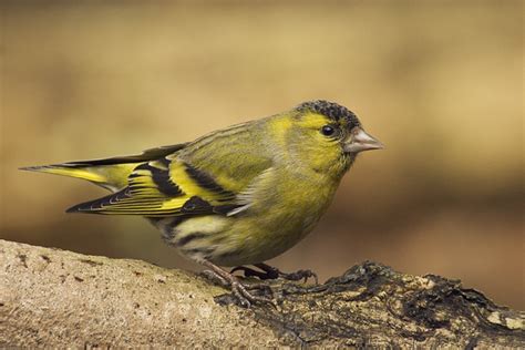 Flocks of Siskins and Redpolls - Fleet Pond Society